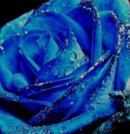 fleur_bleue